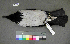  (Corvus cornix - USNM 641315)  @14 [ ] Copyright  Smithsonian Institution 2010 Unspecified