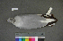  ( - USNM 641345)  @13 [ ] Copyright  Smithsonian Institution 2010 Unspecified