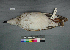  ( - USNM 641340)  @14 [ ] Copyright  Smithsonian Institution 2010 Unspecified