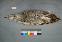  ( - USNM 641340)  @14 [ ] Copyright  Smithsonian Institution 2010 Unspecified