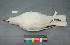  ( - USNM 641339)  @13 [ ] Copyright  Smithsonian Institution 2010 Unspecified