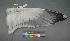  ( - USNM 641339)  @14 [ ] Copyright  Smithsonian Institution 2010 Unspecified