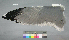  ( - USNM 641339)  @14 [ ] Copyright  Smithsonian Institution 2010 Unspecified