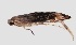  (Phyllonorycter caraganella - NK526)  @13 [ ] Copyright (2017) Natalia Kirichenko Sukachev Institute of Forest SB RAS, Krasnoyarsk