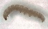  (Gracillaria sp - NK547)  @12 [ ] Copyright (2017) Natalia Kirichenko Sukachev Institute of Forest SB RAS, Krasnoyarsk