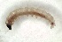  (Callisto sp - NK548)  @12 [ ] Copyright (2017) Natalia Kirichenko Sukachev Institute of Forest SB RAS, Krasnoyarsk