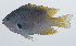  (Pomacentrus nigromarginatus - PIL-226)  @11 [ ] CreativeCommons  Attribution Non-Commercial (by-nc) (2014) Unspecified Smithsonian Institution National Museum of Natural History