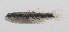  ( - PIL-270)  @11 [ ] CreativeCommons  Attribution Non-Commercial (by-nc) (2014) Unspecified Smithsonian Institution National Museum of Natural History