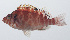  ( - PIL-277)  @11 [ ] CreativeCommons  Attribution Non-Commercial (by-nc) (2014) Unspecified Smithsonian Institution National Museum of Natural History
