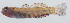  (Eviota melasma - PIL-304)  @11 [ ] CreativeCommons  Attribution Non-Commercial (by-nc) (2014) Unspecified Smithsonian Institution National Museum of Natural History