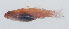  (Eviota atriventris - PIL-308)  @11 [ ] CreativeCommons  Attribution Non-Commercial (by-nc) (2014) Unspecified Smithsonian Institution National Museum of Natural History