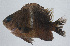  ( - PIL-377)  @11 [ ] CreativeCommons  Attribution Non-Commercial (by-nc) (2014) Unspecified Smithsonian Institution National Museum of Natural History