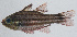  ( - PIL-397)  @11 [ ] CreativeCommons  Attribution Non-Commercial (by-nc) (2014) Unspecified Smithsonian Institution National Museum of Natural History