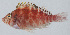  ( - PIL-403)  @11 [ ] CreativeCommons  Attribution Non-Commercial (by-nc) (2014) Unspecified Smithsonian Institution National Museum of Natural History