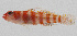  (Trimma cana - PIL-429)  @11 [ ] CreativeCommons  Attribution Non-Commercial (by-nc) (2014) Unspecified Smithsonian Institution National Museum of Natural History