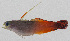  ( - PIL-430)  @11 [ ] CreativeCommons  Attribution Non-Commercial (by-nc) (2014) Unspecified Smithsonian Institution National Museum of Natural History