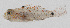  (Asterropteryx bipunctata - PIL-434)  @11 [ ] CreativeCommons  Attribution Non-Commercial (by-nc) (2014) Unspecified Smithsonian Institution National Museum of Natural History