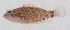  (Plectranthias longimanus - PIL-435)  @11 [ ] CreativeCommons  Attribution Non-Commercial (by-nc) (2014) Unspecified Smithsonian Institution National Museum of Natural History