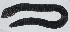  ( - PIL-438)  @11 [ ] CreativeCommons  Attribution Non-Commercial (by-nc) (2014) Unspecified Smithsonian Institution National Museum of Natural History