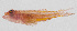  (Trimma preclarum - PIL-444)  @11 [ ] CreativeCommons  Attribution Non-Commercial (by-nc) (2014) Unspecified Smithsonian Institution National Museum of Natural History