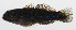  (Asterropteryx striata - PHISH-011)  @11 [ ] CreativeCommons  Attribution Non-Commercial (by-nc) (2016) Unspecified Smithsonian Institution National Museum of Natural History