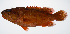  ( - PHISH-029)  @11 [ ] CreativeCommons  Attribution Non-Commercial (by-nc) (2016) Unspecified Smithsonian Institution National Museum of Natural History