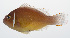  ( - PHISH-042)  @11 [ ] CreativeCommons  Attribution Non-Commercial (by-nc) (2016) Unspecified Smithsonian Institution National Museum of Natural History