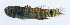  (Eviota minuta - PHISH-084)  @11 [ ] CreativeCommons  Attribution Non-Commercial (by-nc) (2016) Unspecified Smithsonian Institution National Museum of Natural History