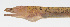  (Brachysomophis umbonis - PHISH-156)  @11 [ ] CreativeCommons  Attribution Non-Commercial (by-nc) (2016) Unspecified Smithsonian Institution National Museum of Natural History