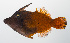  ( - PHISH-158)  @11 [ ] CreativeCommons  Attribution Non-Commercial (by-nc) (2016) Unspecified Smithsonian Institution National Museum of Natural History