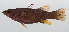  (Liopropoma mitratum - PHISH-160)  @11 [ ] CreativeCommons  Attribution Non-Commercial (by-nc) (2016) Unspecified Smithsonian Institution National Museum of Natural History