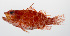  (Plectranthias inermis - PHISH-163)  @11 [ ] CreativeCommons  Attribution Non-Commercial (by-nc) (2016) Unspecified Smithsonian Institution National Museum of Natural History