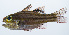  ( - PHISH-177)  @11 [ ] CreativeCommons  Attribution Non-Commercial (by-nc) (2016) Unspecified Smithsonian Institution National Museum of Natural History