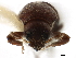  (Bothrosternus - CCDB-30438-A02)  @11 [ ] CreativeCommons - Attribution (2018) CBG Photography Group Smithsonian Institution