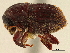  ( - CCDB-30438-A04)  @11 [ ] CreativeCommons - Attribution (2018) CBG Photography Group Smithsonian Institution