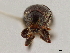  ( - CCDB-30438-A07)  @11 [ ] CreativeCommons - Attribution (2018) CBG Photography Group Smithsonian Institution