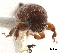  (Carphodicticini - CCDB-30438-A10)  @11 [ ] CreativeCommons - Attribution (2018) CBG Photography Group Smithsonian Institution