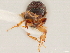  (Amphicranus explicitus - CCDB-30438-A11)  @11 [ ] CreativeCommons - Attribution (2018) CBG Photography Group Smithsonian Institution