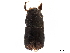 (Corthyloxiphus - CCDB-30438-B04)  @11 [ ] CreativeCommons - Attribution (2018) CBG Photography Group Smithsonian Institution