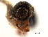  ( - CCDB-30438-B04)  @11 [ ] CreativeCommons - Attribution (2018) CBG Photography Group Smithsonian Institution