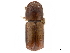  (Glochinocerus - CCDB-30438-B07)  @11 [ ] CreativeCommons - Attribution (2018) CBG Photography Group Smithsonian Institution