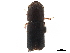  (Gnathotrupes nectandrae - CCDB-30438-B11)  @11 [ ] CreativeCommons - Attribution (2018) CBG Photography Group Smithsonian Institution