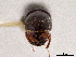  (Metacorthylus - CCDB-30438-C02)  @11 [ ] CreativeCommons - Attribution (2018) CBG Photography Group Smithsonian Institution