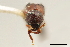  (Tricolus coloreus - CCDB-30438-C05)  @11 [ ] CreativeCommons - Attribution (2018) CBG Photography Group Smithsonian Institution