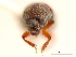 (Araptus impensus - CCDB-30438-C08)  @11 [ ] CreativeCommons - Attribution (2018) CBG Photography Group Smithsonian Institution