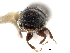  (Pityoborus hirtellus - CCDB-30438-C11)  @11 [ ] CreativeCommons - Attribution (2018) CBG Photography Group Smithsonian Institution