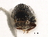  (Pityophthorus carmeli - CCDB-30438-D01)  @11 [ ] CreativeCommons - Attribution (2018) CBG Photography Group Smithsonian Institution