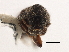  (Cryphalus strohmeyeri - CCDB-30438-D06)  @11 [ ] CreativeCommons - Attribution (2018) CBG Photography Group Smithsonian Institution