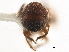  (Cryptocarenus diadematus - CCDB-30438-D07)  @11 [ ] CreativeCommons - Attribution (2018) CBG Photography Group Smithsonian Institution