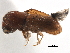  ( - CCDB-30438-D07)  @11 [ ] CreativeCommons - Attribution (2018) CBG Photography Group Smithsonian Institution